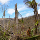 A scence from the Luquillo rainforest shortly after Hurricane Maria hit.